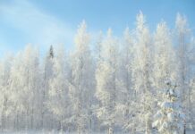 Jakie są minusy cesarki?